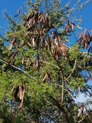 Leucaena lanceolata