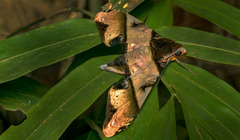 Amplypterus panopus