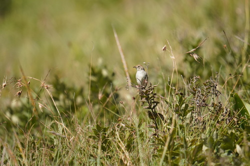 iNaturalist image