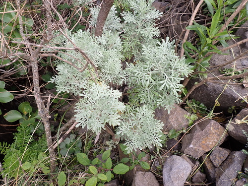 Canary Island wormwood (Artemisia thuscula)