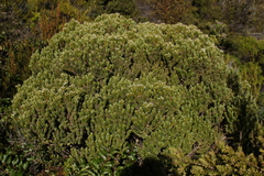 Olearia nummulariifolia