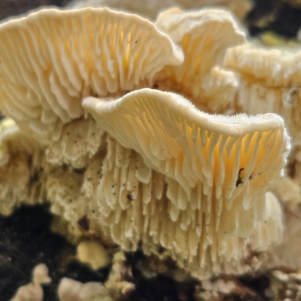 Trametes betulina · March 2026 · photo: © tser (iNaturalist, cc-by)