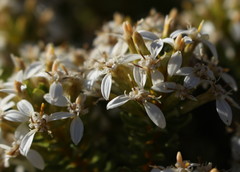 Olearia nummulariifolia