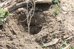 Tachyglossus aculeatus