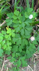 Peucedanum japonicum