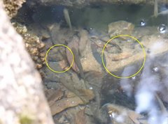 Rhinogobius duospilus