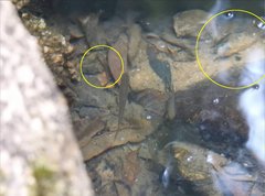 Rhinogobius duospilus