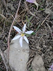 Colchicum eichleri