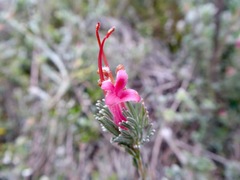 Adenanthos macropodianus
