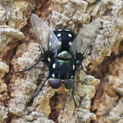 Chrysorutilia