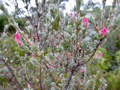 Adenanthos macropodianus