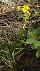 Dolichoglottis lyallii