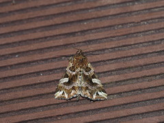 Callopistria duplicans