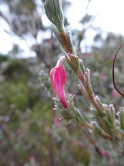 Adenanthos macropodianus