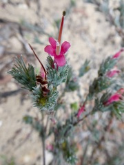 Adenanthos macropodianus