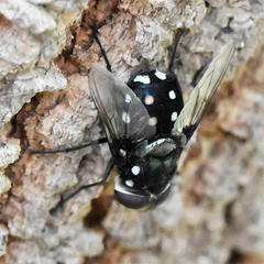 Chrysorutilia