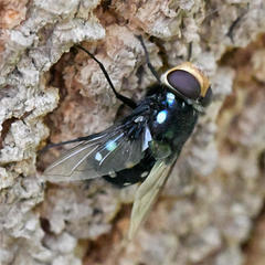 Chrysorutilia