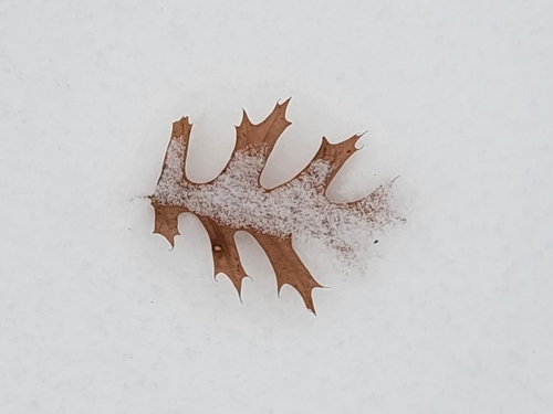 northern pin oak (Quercus ellipsoidalis)