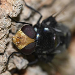 Chrysorutilia