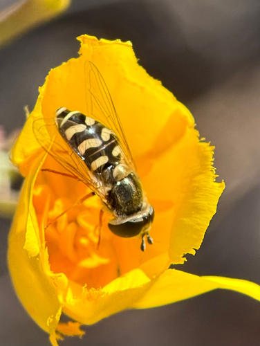 Unknown species found near Avalon, CA, US