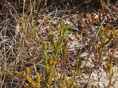 Euchaetis schlechteri