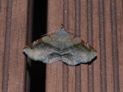 Mecodina