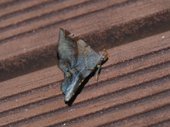 Mecodina