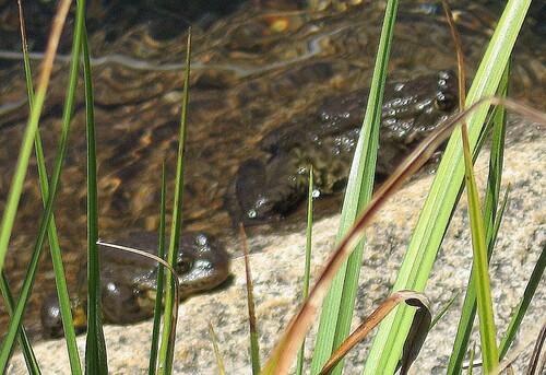 iNaturalist observation photo of Sierra Nevada Yellow-legged Frog