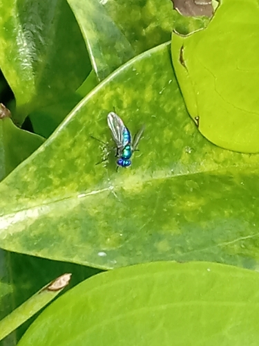 Unknown species found near PALM BCH PLZ at MAIN ADMIN BLDG, Boca Raton, FL 33431, USA