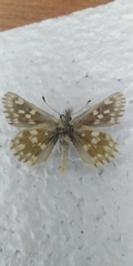 Muschampia tessellum