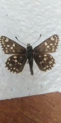 Muschampia tessellum