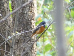 Phoenicurus frontalis