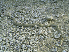 Coronella austriaca austriaca