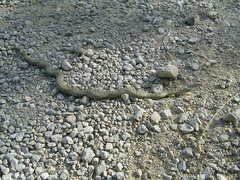 Coronella austriaca austriaca