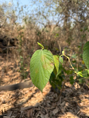 Morus celtidifolia, photograph (c) Brandon Corder, some rights reserved (CC BY)