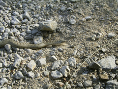 Coronella austriaca austriaca