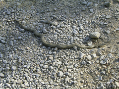 Coronella austriaca austriaca