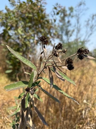 Aldama buddlejiformis