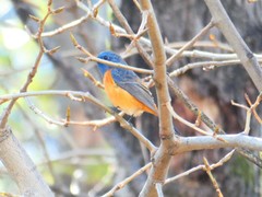 Phoenicurus frontalis