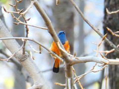 Phoenicurus frontalis