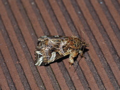 Callopistria duplicans