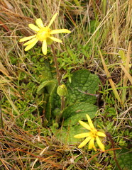 Brachyglottis bellidioides