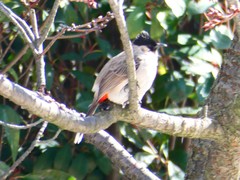 Pycnonotus aurigaster