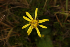 Brachyglottis bellidioides