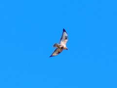 Buteo