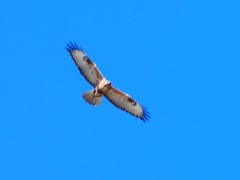 Buteo