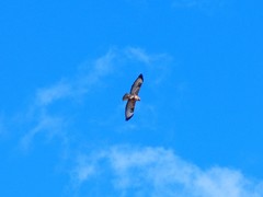 Buteo