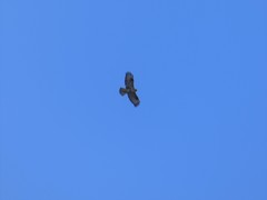 Buteo
