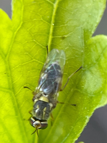 Unknown species found near Fall Cedar Dr, Fort Worth, TX, US