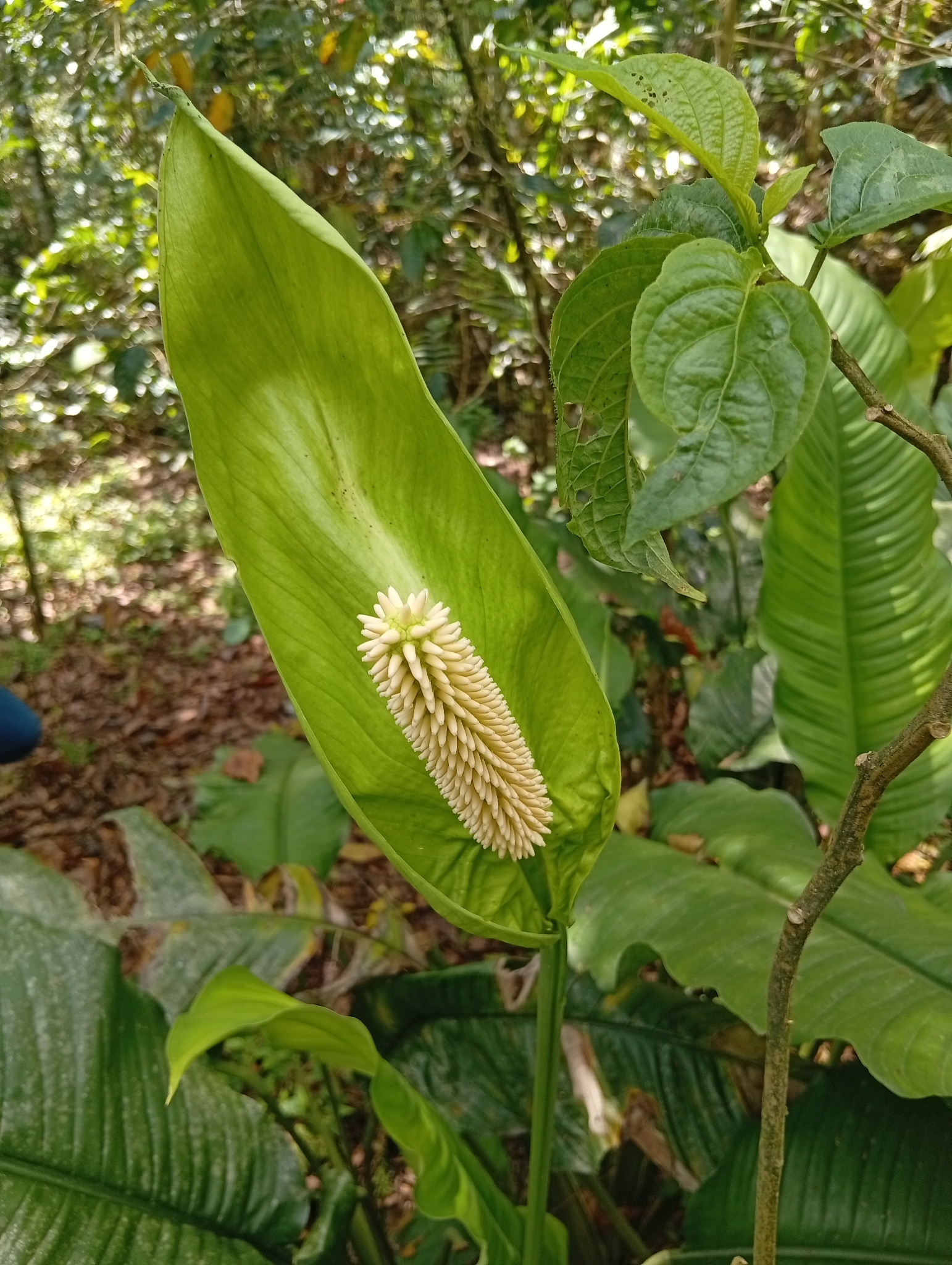 Peace lily